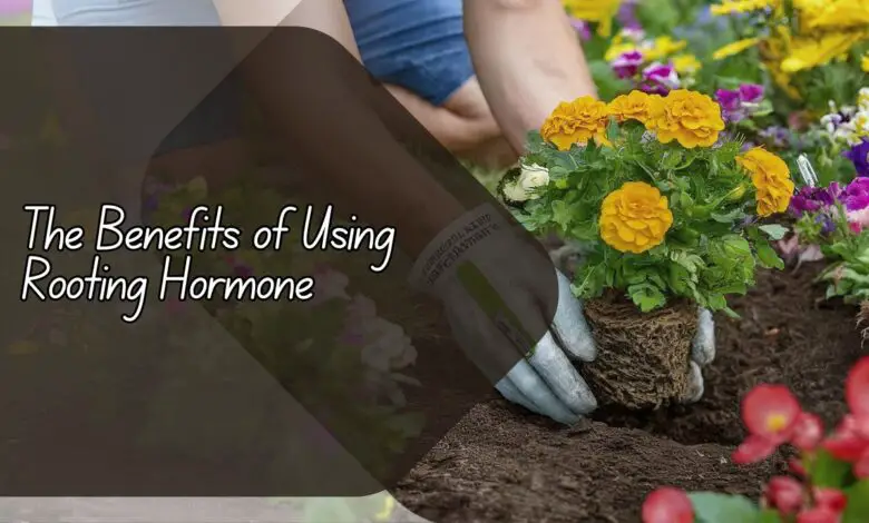 The Benefits of Using Rooting Hormone