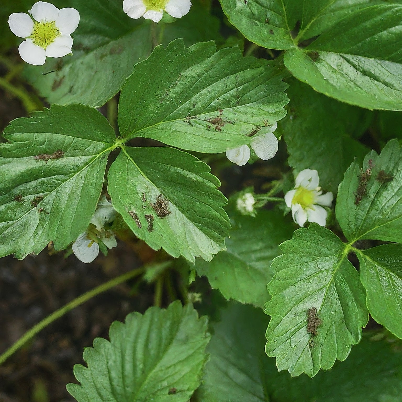 Tiny aphids cluster on the strawberry leaf