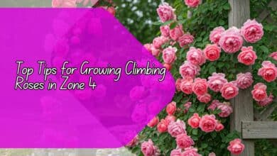 Growing Climbing Roses in Zone 4