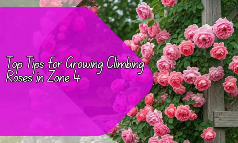 Growing Climbing Roses in Zone 4