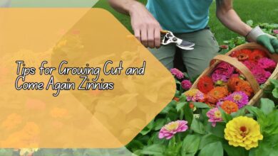 Tips for Growing Cut and Come Again Zinnias