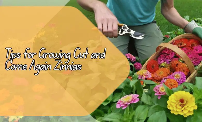 Tips for Growing Cut and Come Again Zinnias