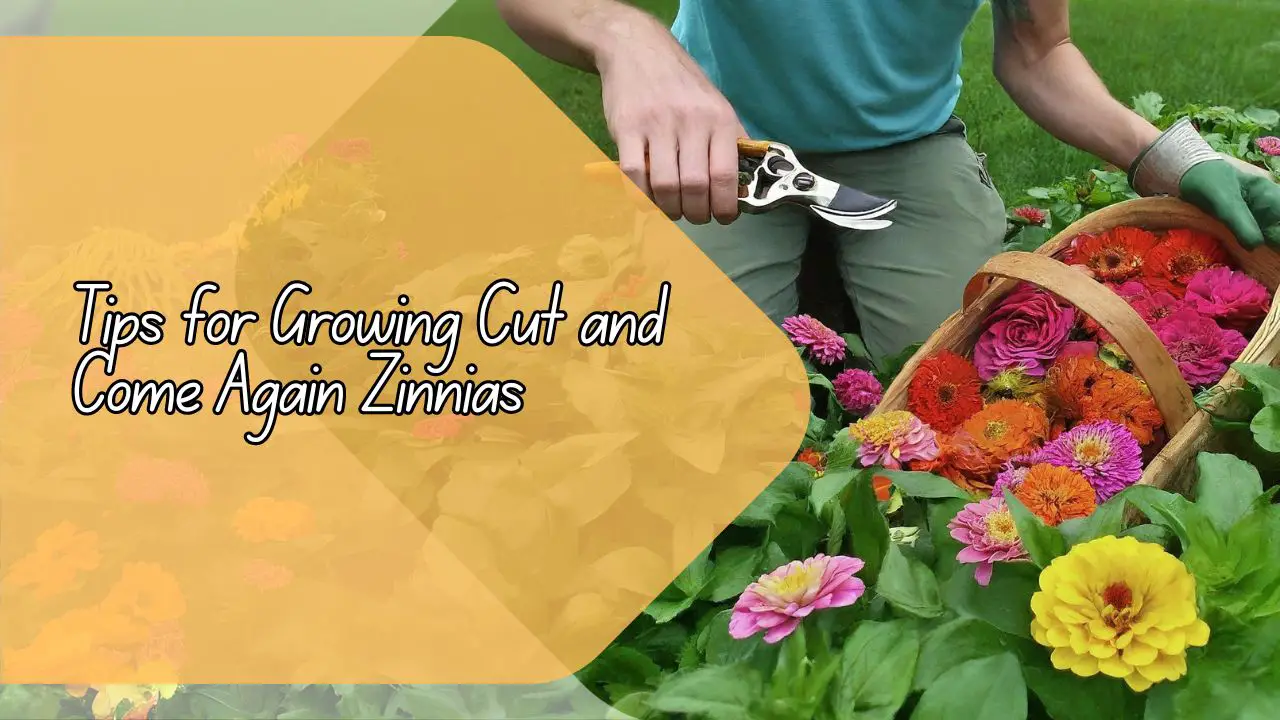 Tips For Growing Cut And Come Again Zinnias