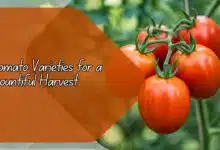 Tomato Varieties for a Bountiful Harvest