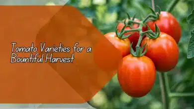 Tomato Varieties for a Bountiful Harvest