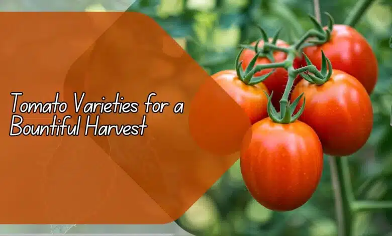 Tomato Varieties for a Bountiful Harvest