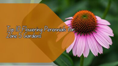 Top 10 Flowering Perennials for Zone 5 Gardens