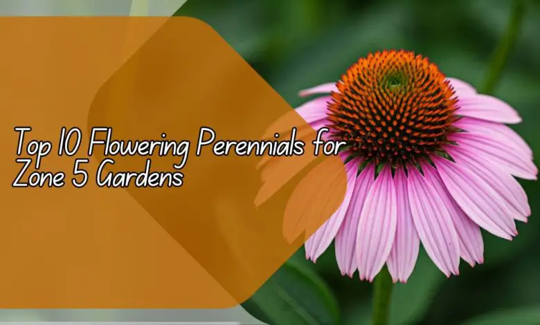 Top 10 Flowering Perennials for Zone 5 Gardens