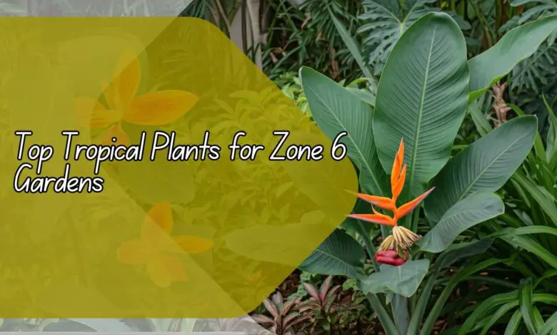 Top Tropical Plants for Zone 6 Gardens