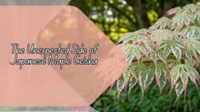 Unexpected Side of Japanese Maple Geisha