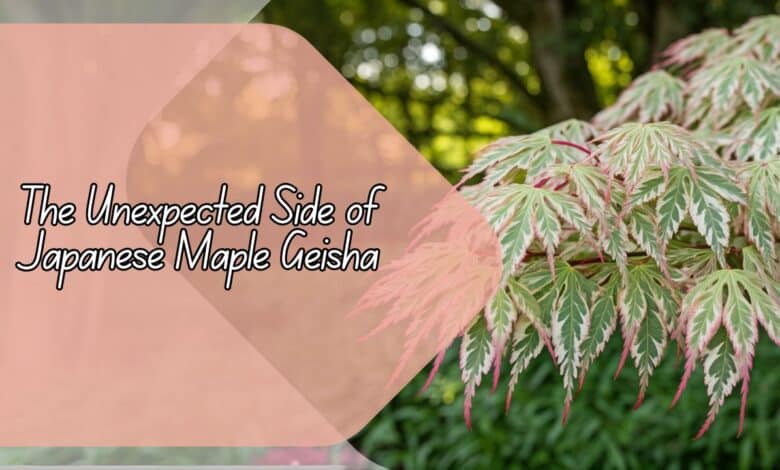 Unexpected Side of Japanese Maple Geisha