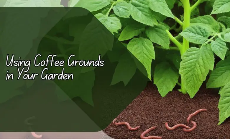 Using Coffee Grounds in Your Garden