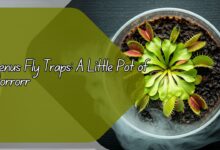 Venus Fly Traps: A Little Pot of Horrors