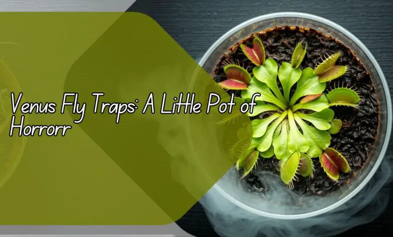 Venus Fly Traps: A Little Pot of Horrors