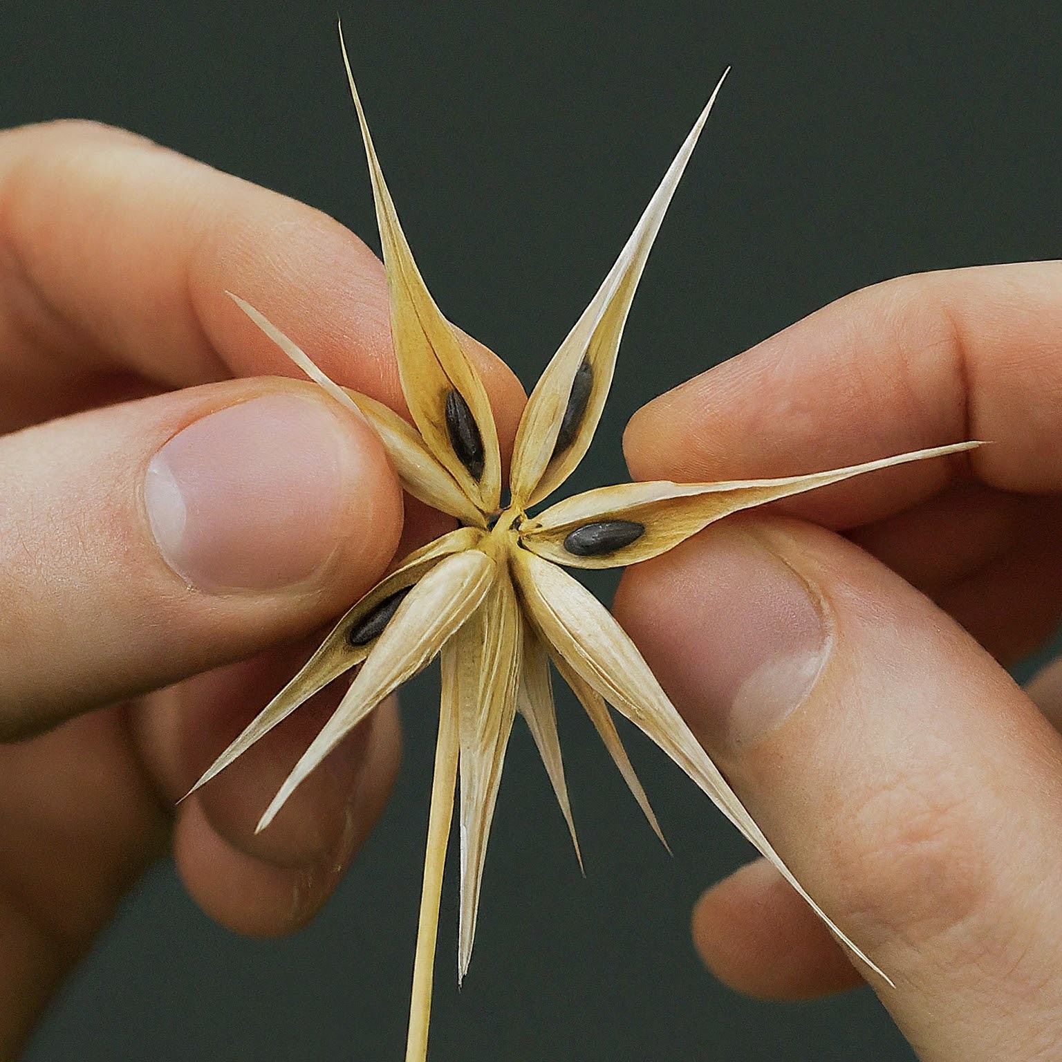 Weed Seed Head Dissection