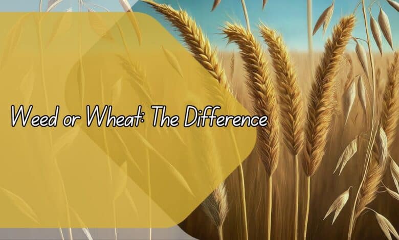 Weed or Wheat