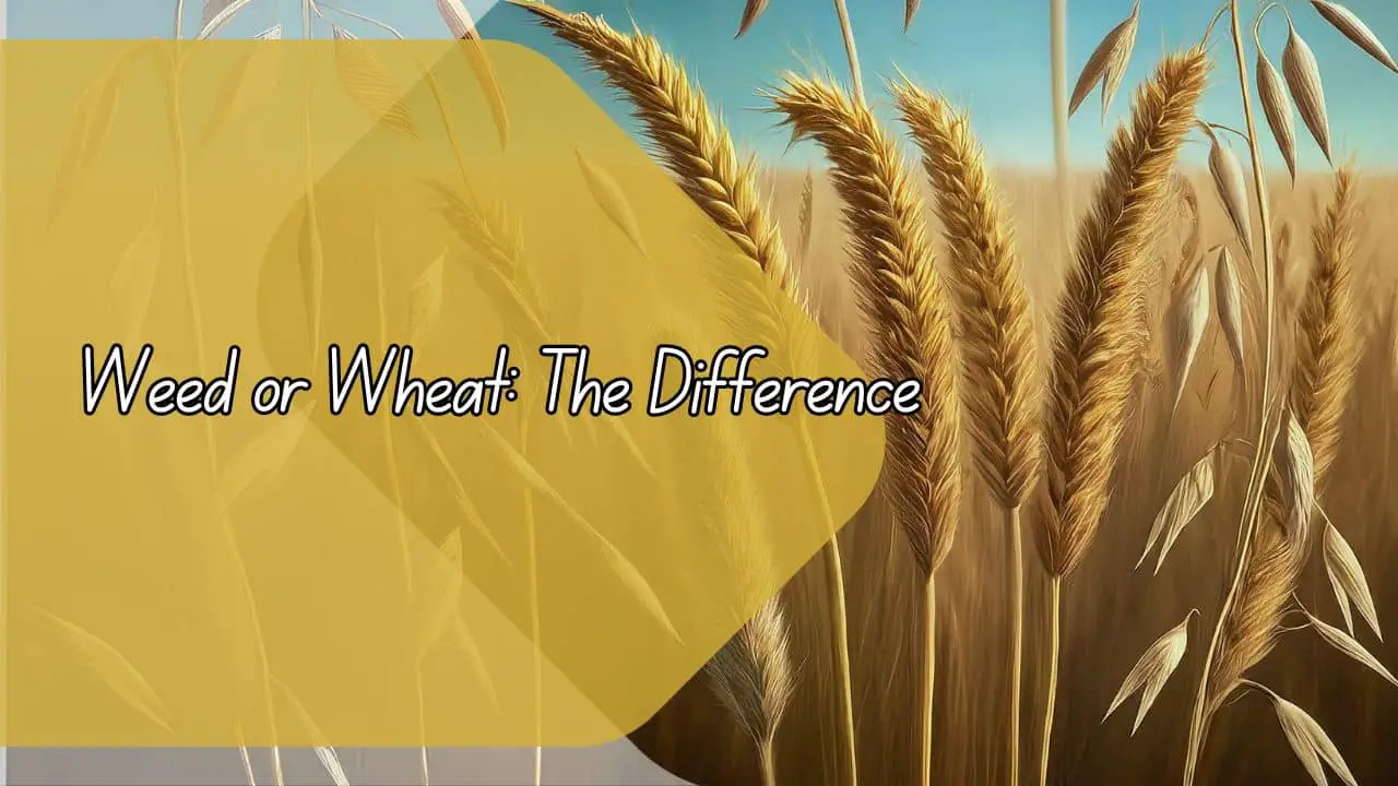 Weed Or Wheat: How To Tell The Difference