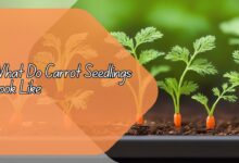 What Do Carrot Seedlings Look Like