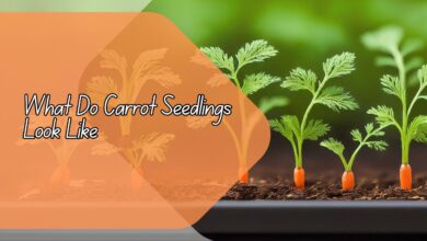 What Do Carrot Seedlings Look Like