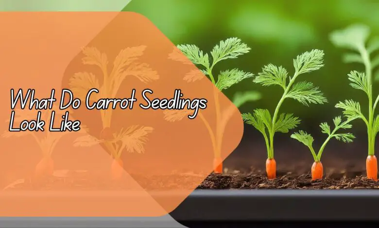 What Do Carrot Seedlings Look Like