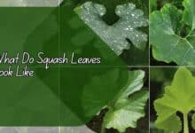 What Do Squash Leaves Look Like