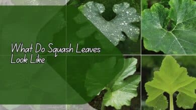 What Do Squash Leaves Look Like