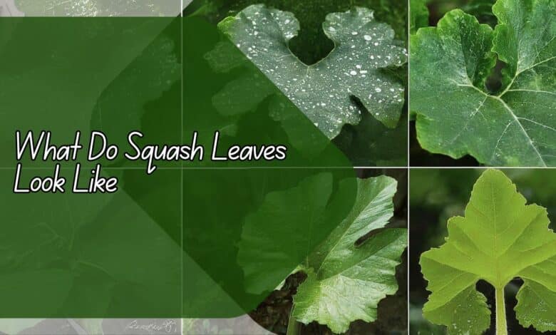 What Do Squash Leaves Look Like