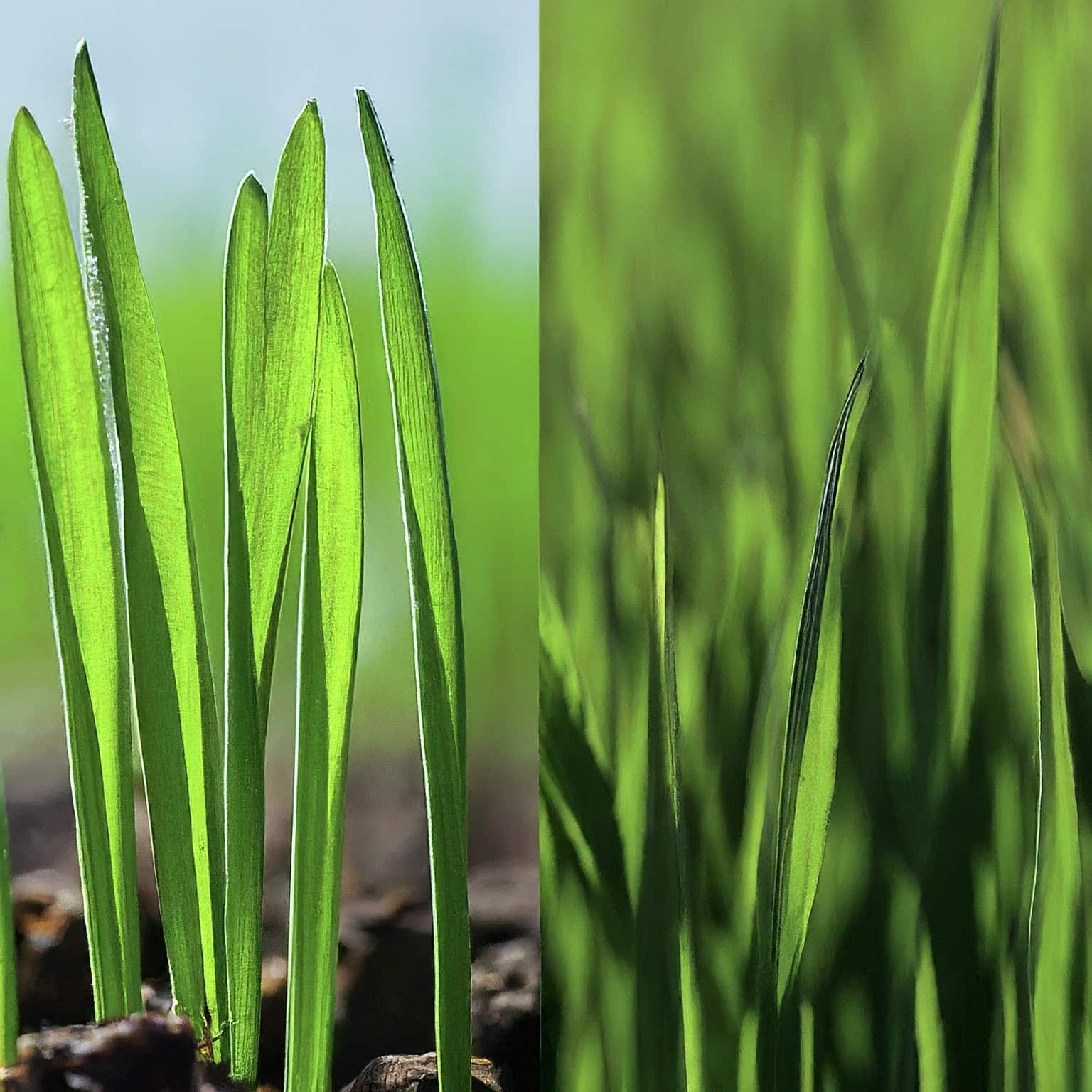 Wheat and Weed Seedlings