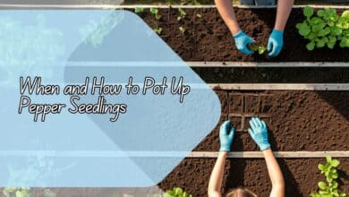 When and How to Pot Up Pepper Seedlings