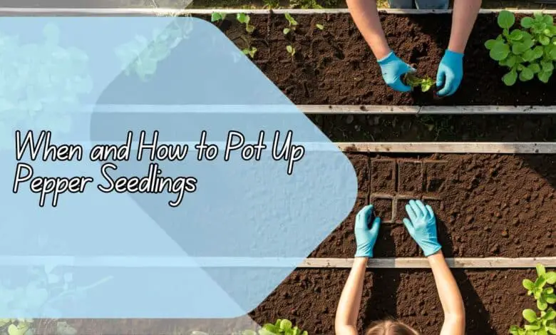 When and How to Pot Up Pepper Seedlings