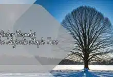 Winter Beauty: The Majestic Maple Tree