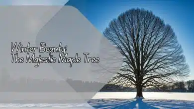 Winter Beauty: The Majestic Maple Tree