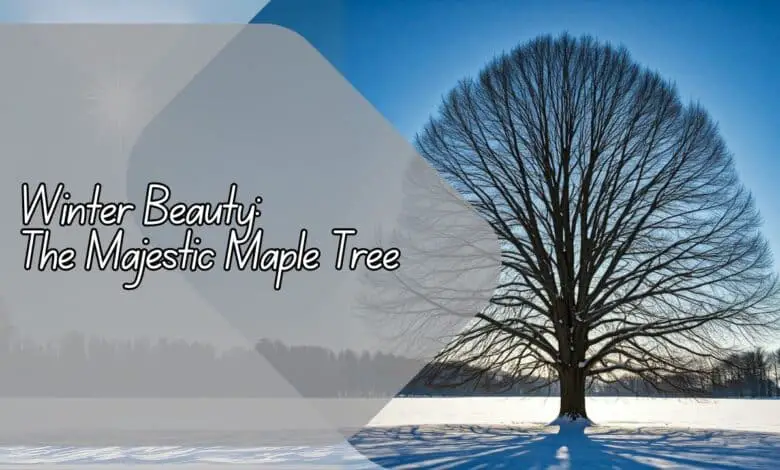 Winter Beauty: The Majestic Maple Tree