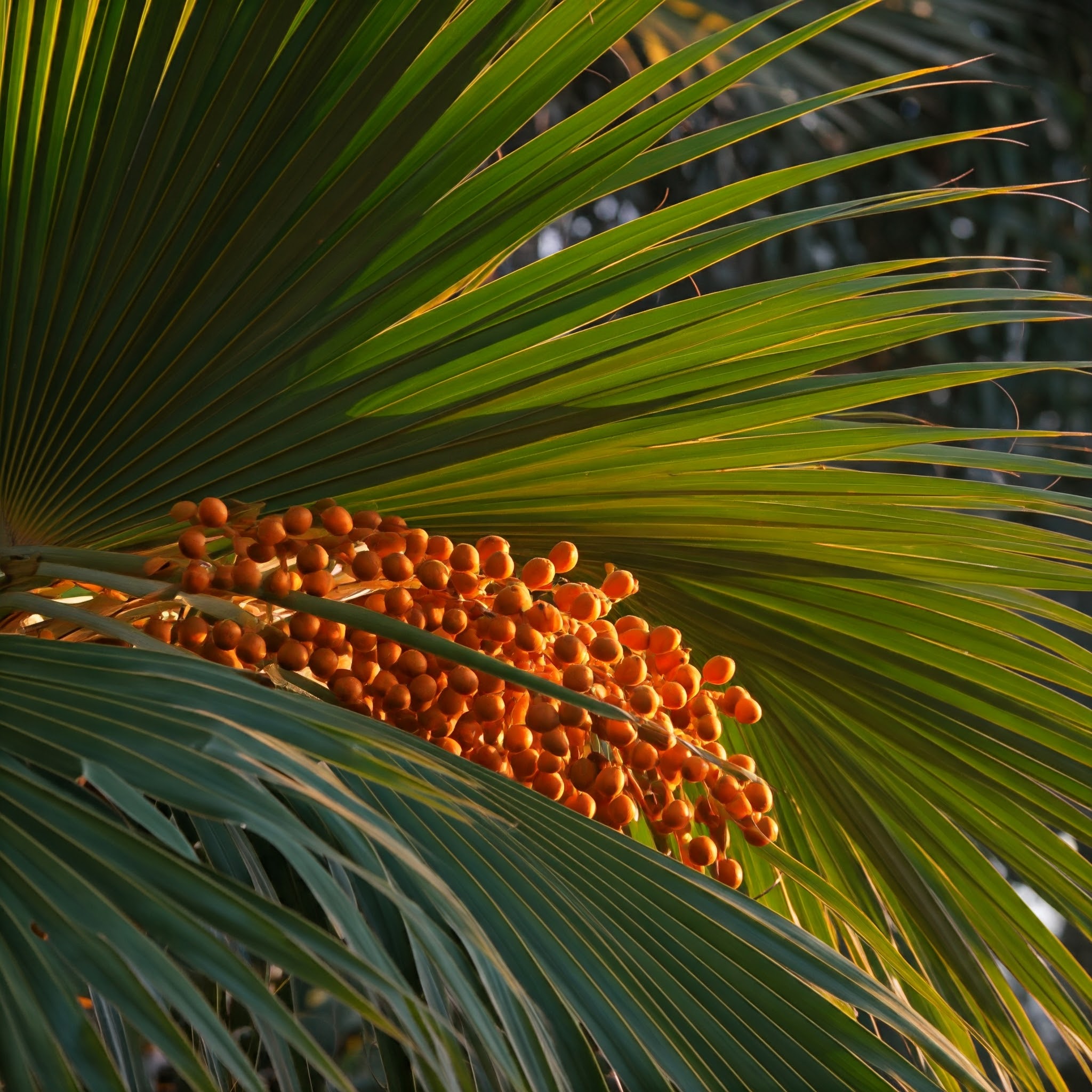 arching curves of a palm tree's fronds