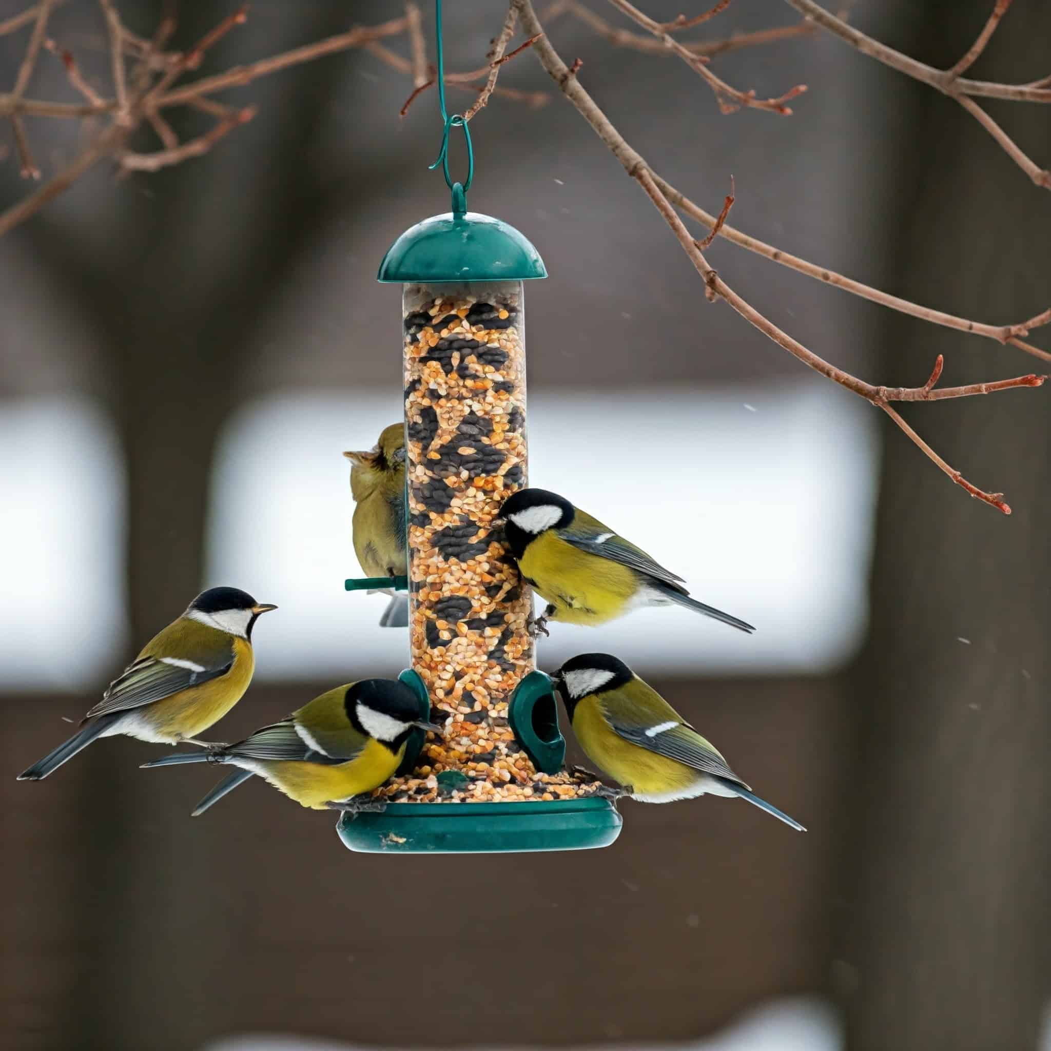 bird feeder hung amidst the branches of a maple tree