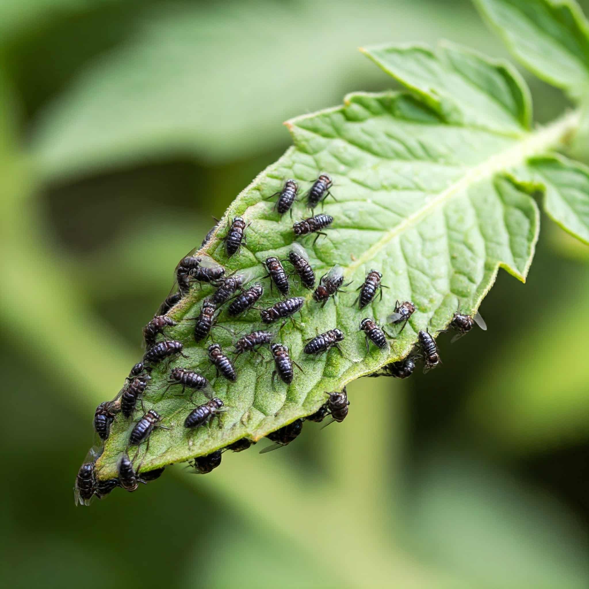 black flies clustered densely