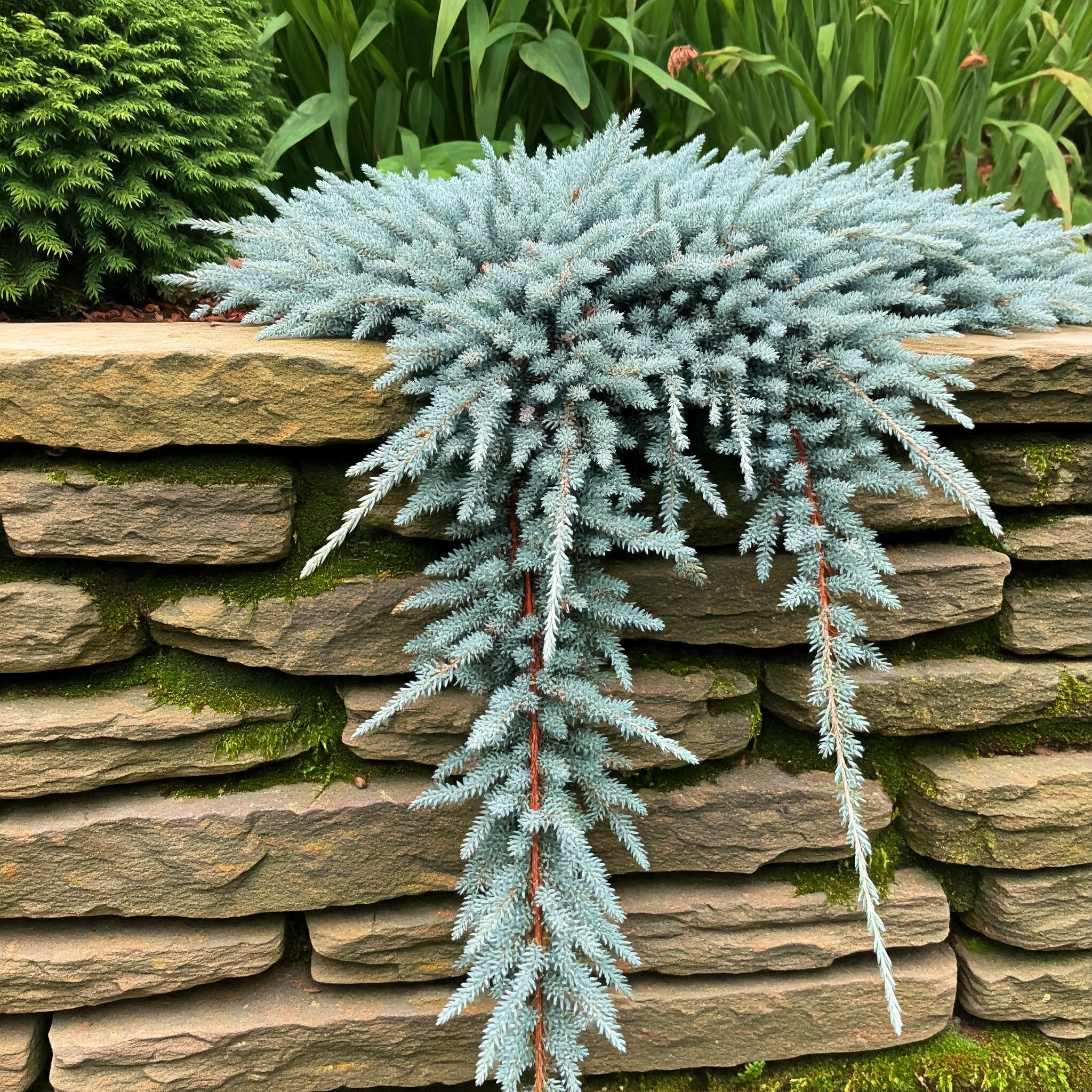 blue rug juniper ground cover spilling over the edge of a raised garden bed