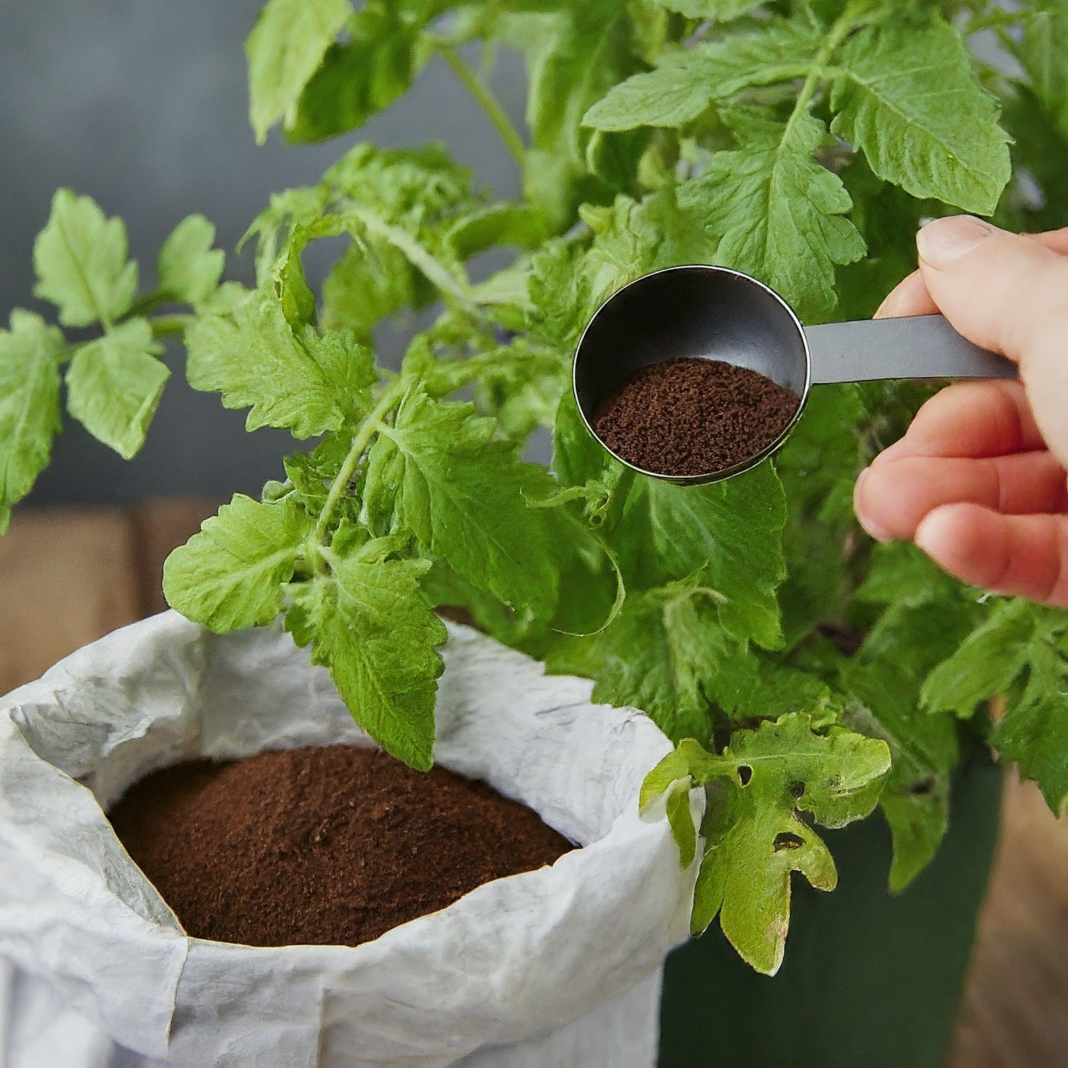 brown coffee grounds with a measuring spoon