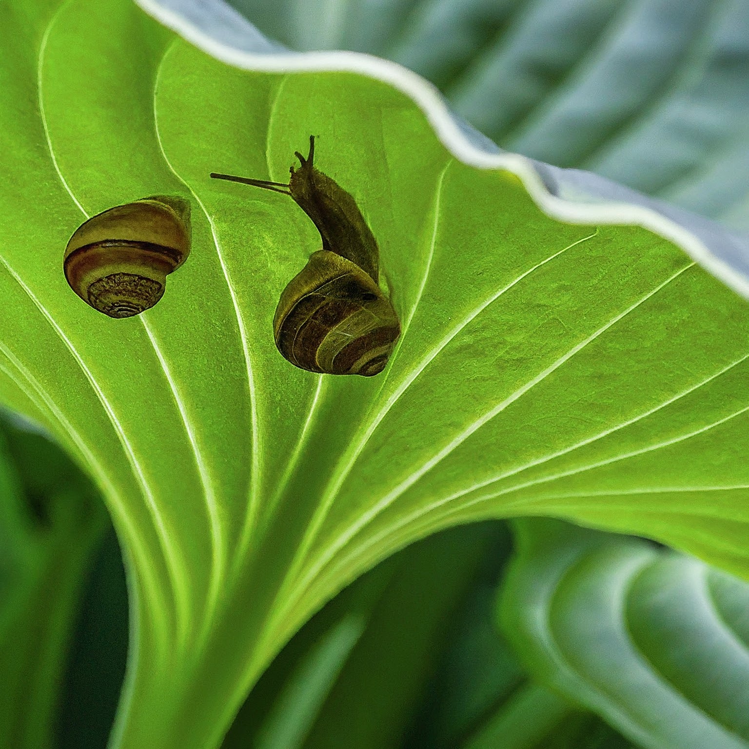 brown garden snails clinging to the underside of a large hosta leaf