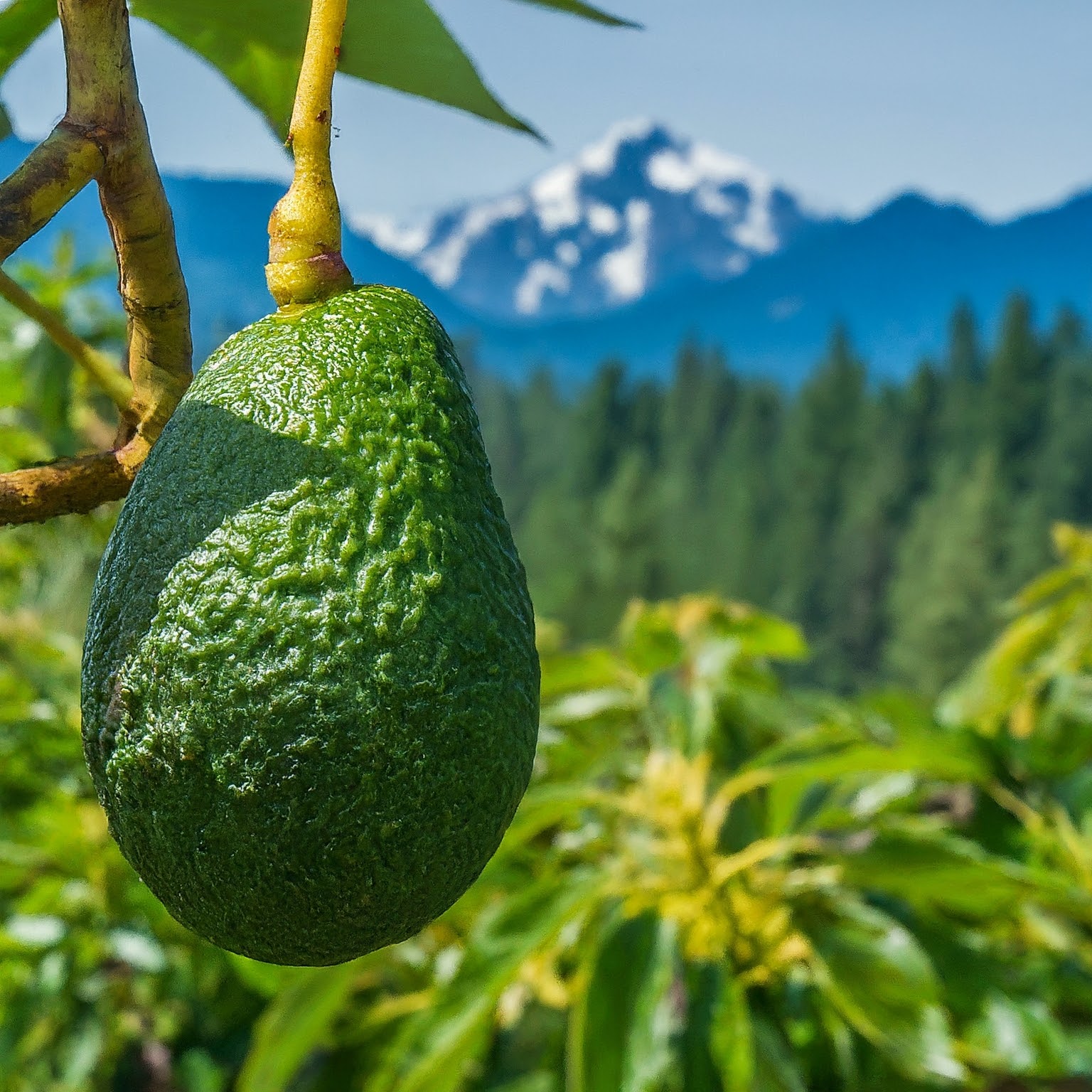 close-up photo of an avocado fruit