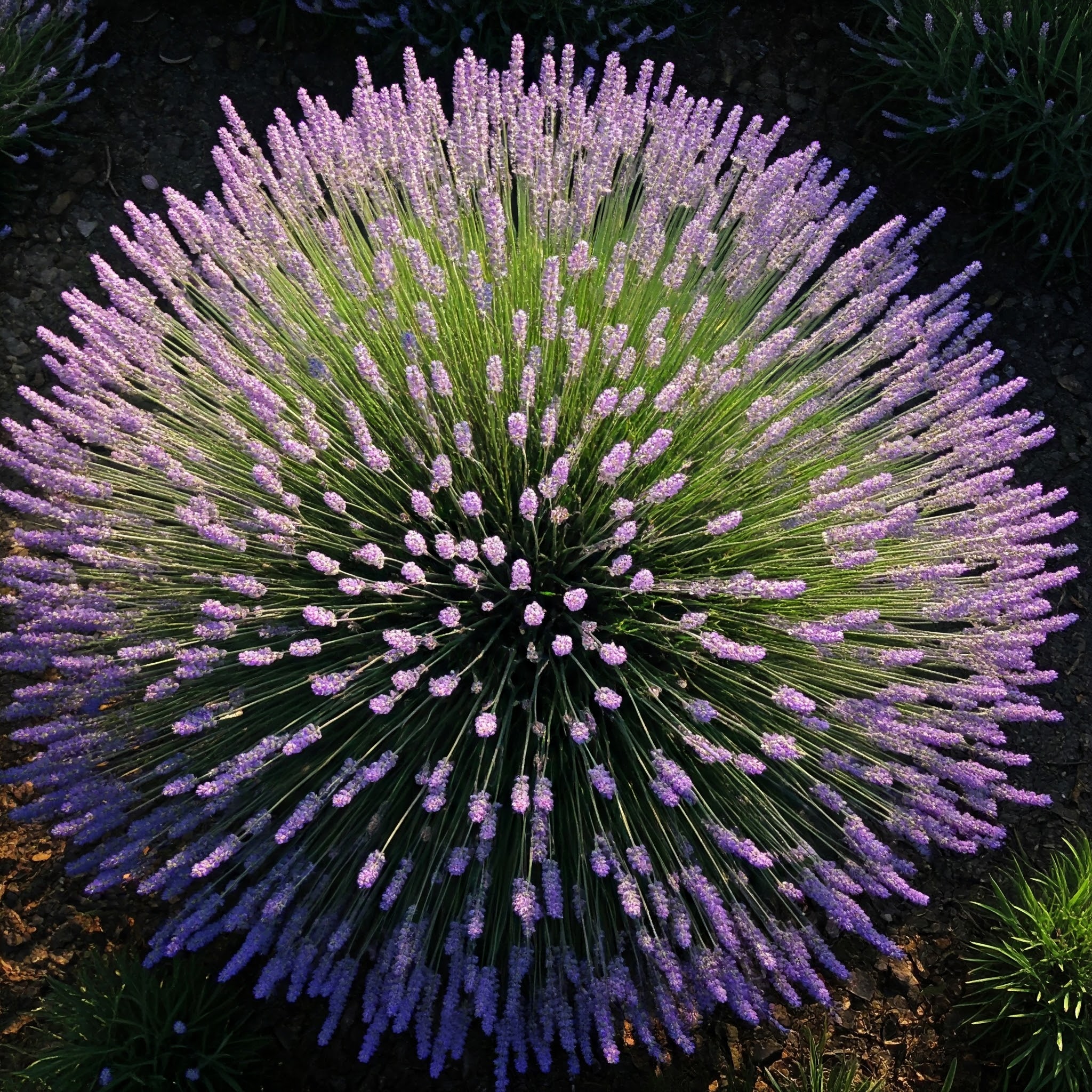 clusters of small, lavender-hued blooms on a lush