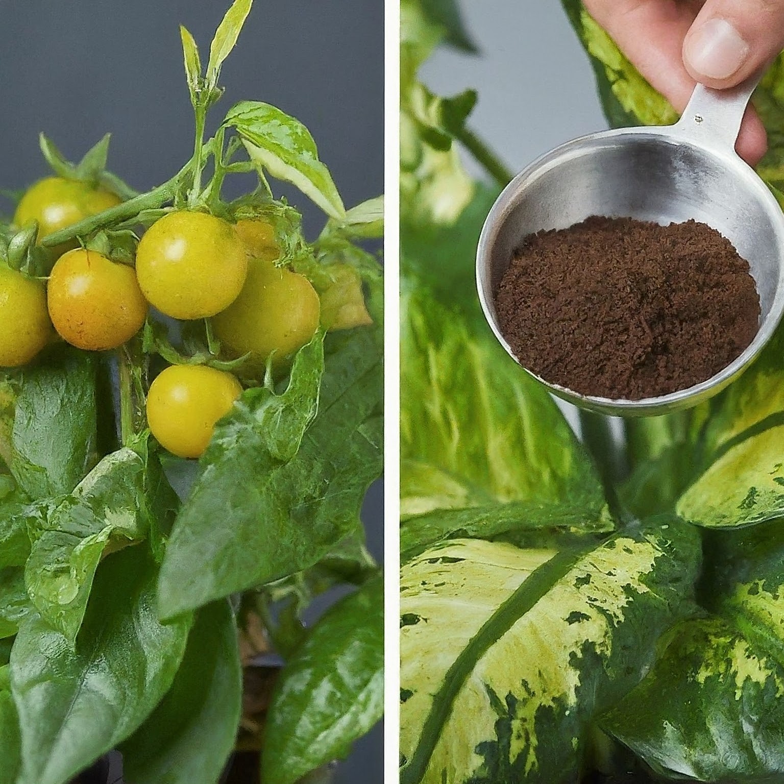 coffee grounds with a measuring spoon