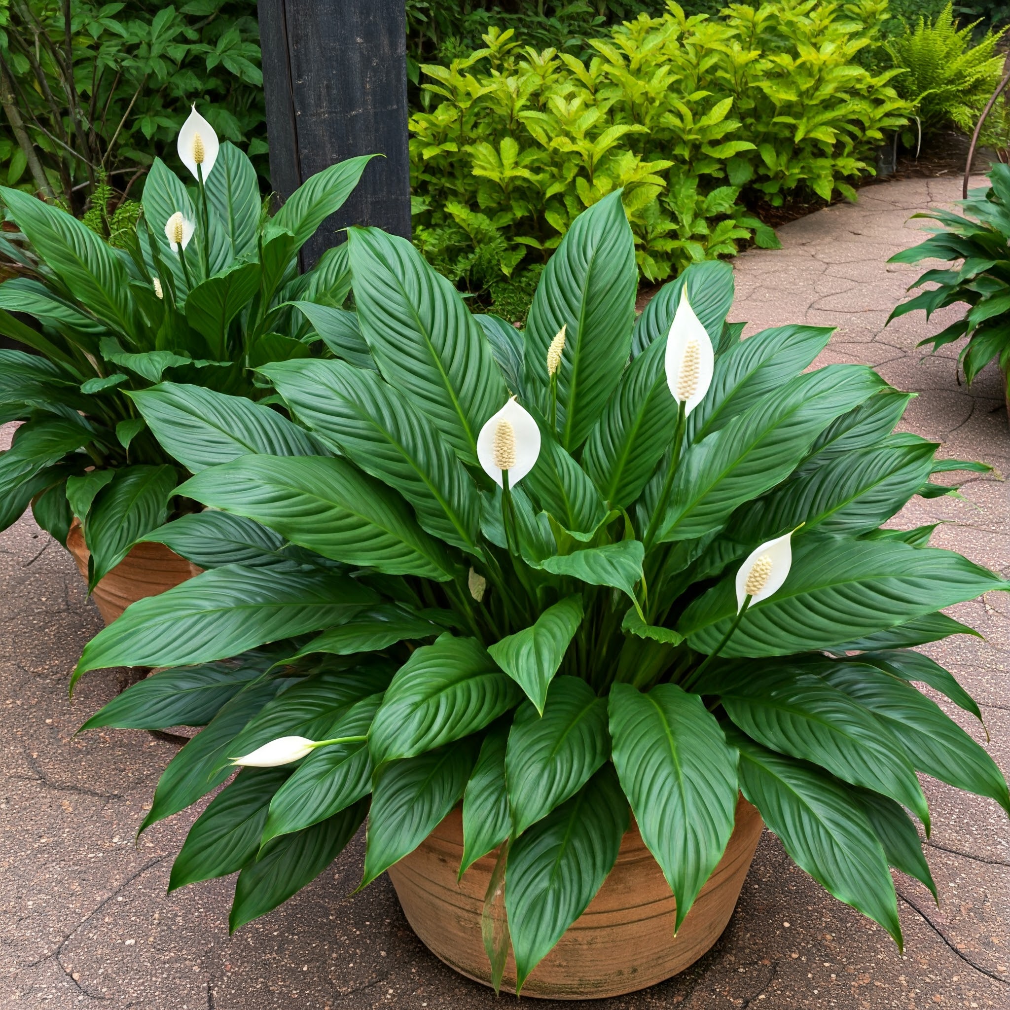 collection of healthy, vibrant peace lilies