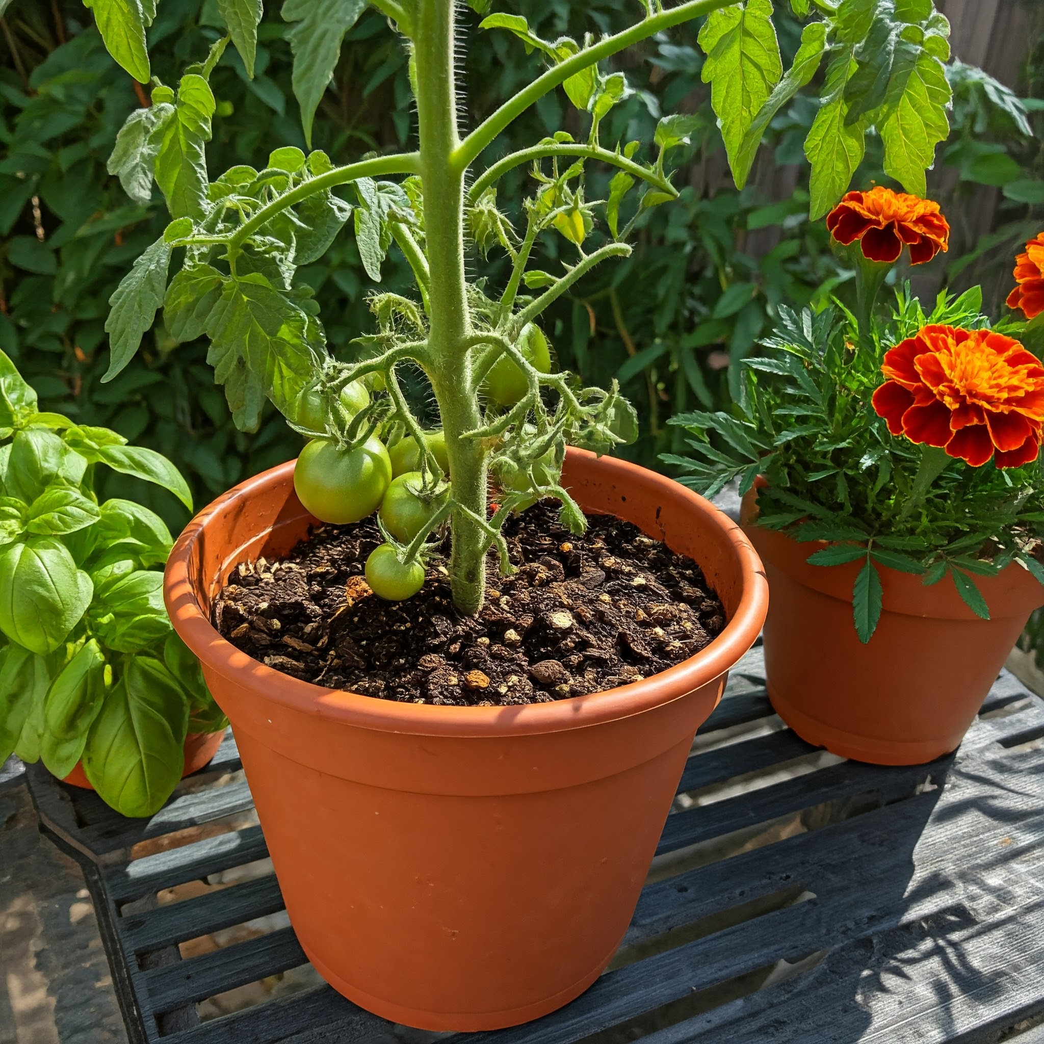 container grown tomato plant