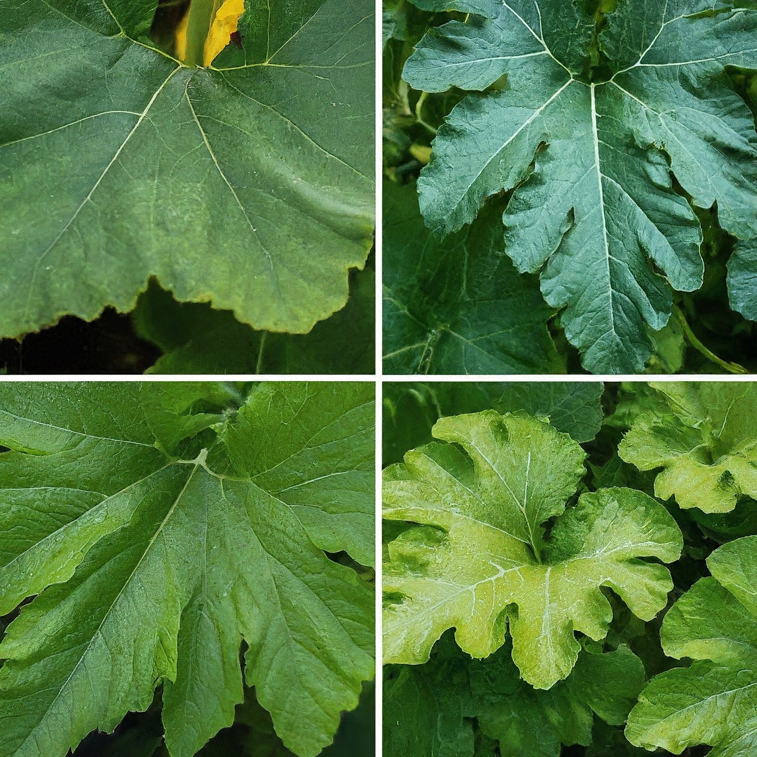 different types of squash leaves