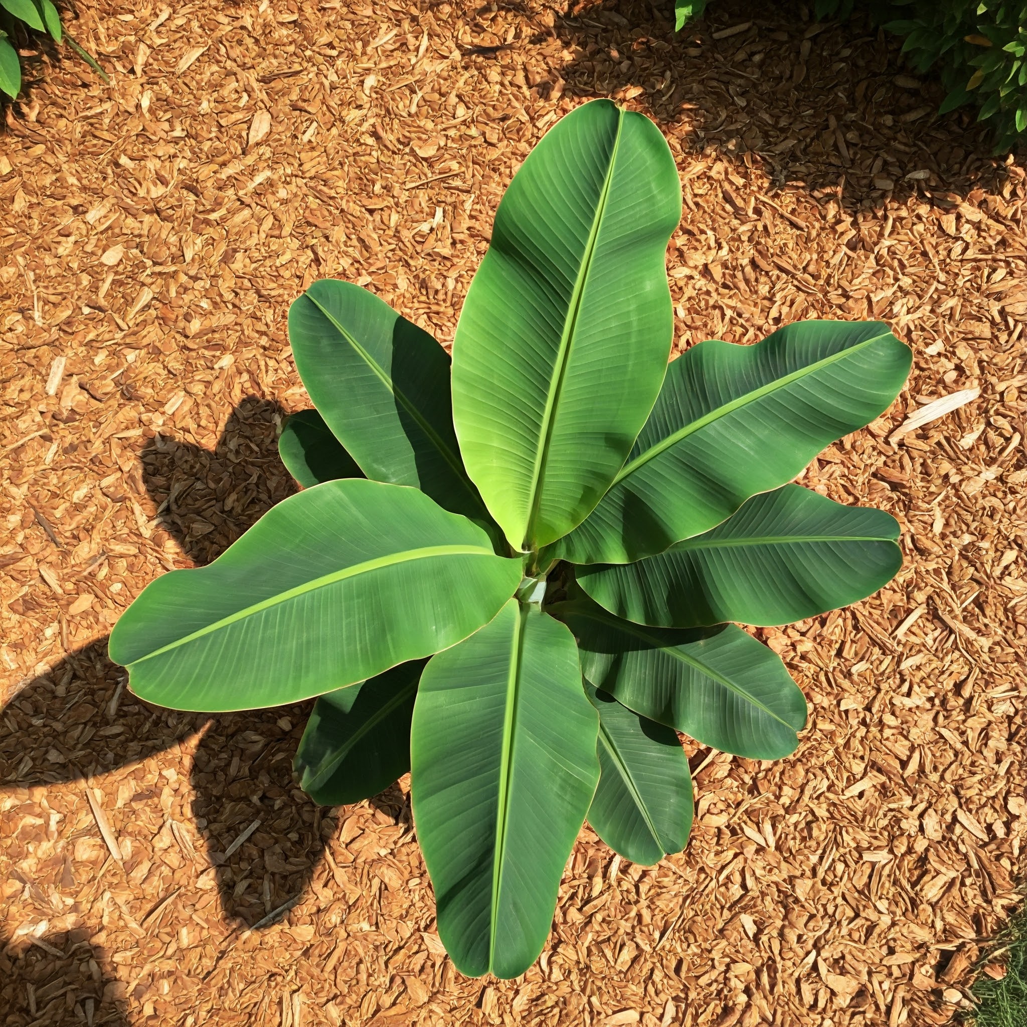 dwarf banana tree