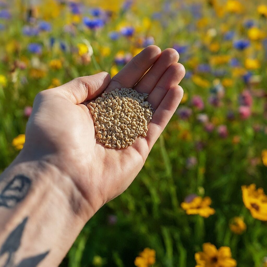 farmer's hand holding a handful of Ferry Morse seeds