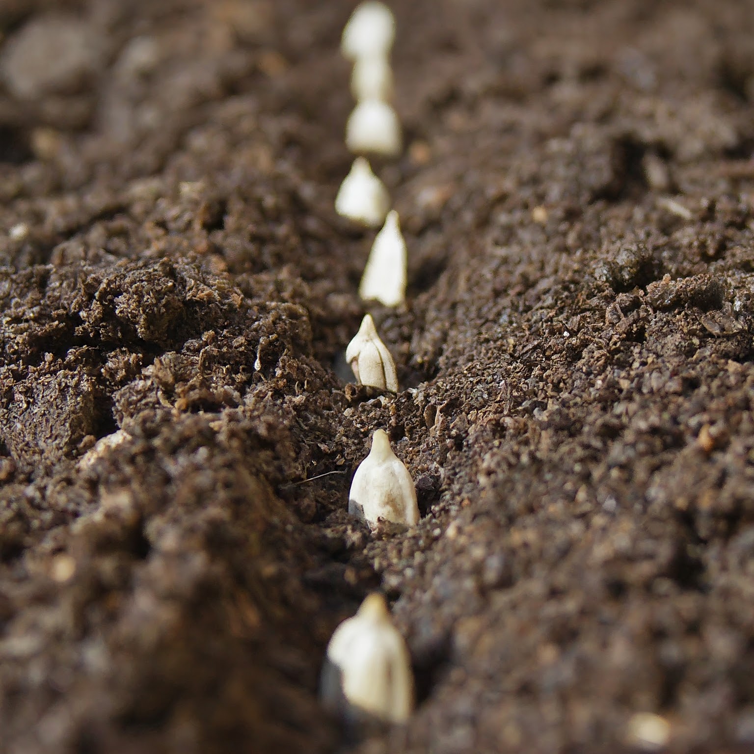 freshly planted sunflower seeds in the soil