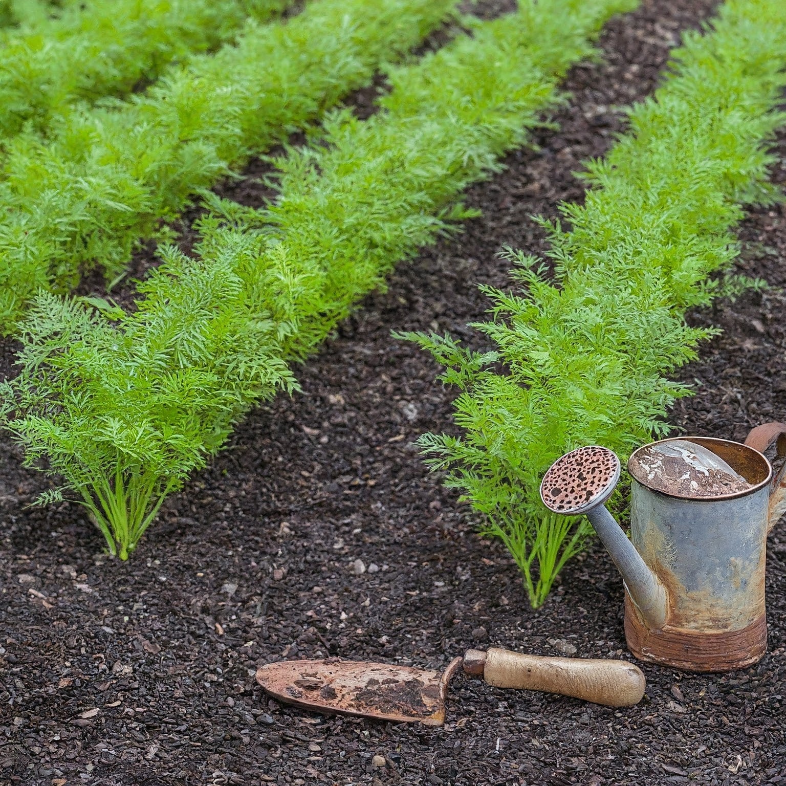 garden bed filled with rows of healthy carrot seedlings