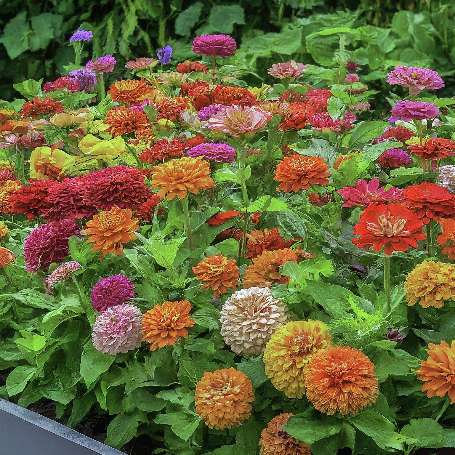 garden bed filled zinnias